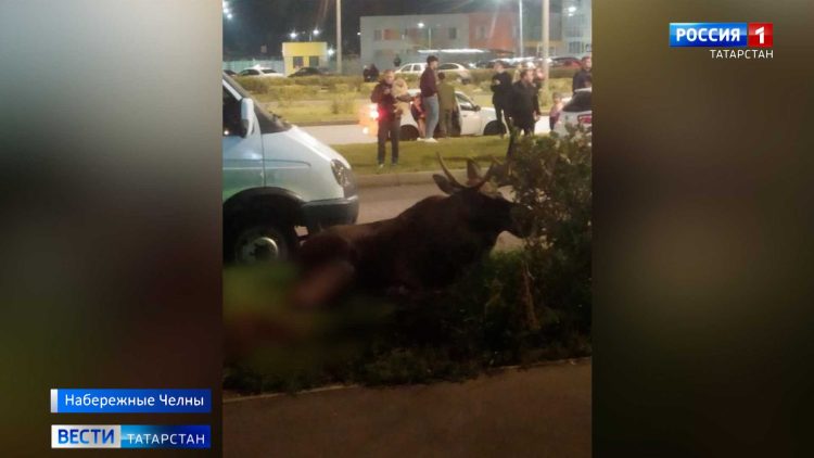 В Челнах провели операцию по спасению лося