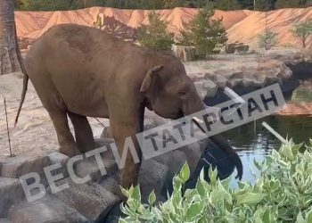 В казанский зоопарк привезли слона