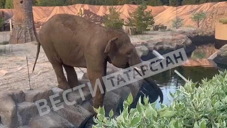 В казанский зоопарк привезли слона