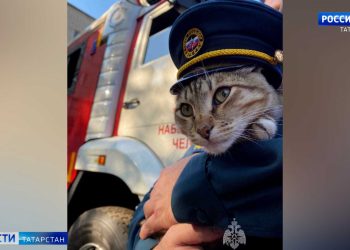 Пушистый спасатель: в челнинскую пожарную часть приняли кота