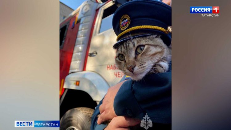 Пушистый спасатель: в челнинскую пожарную часть приняли кота
