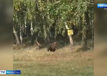 Татарстанцам рассказали, как вести себя при встрече с медведем