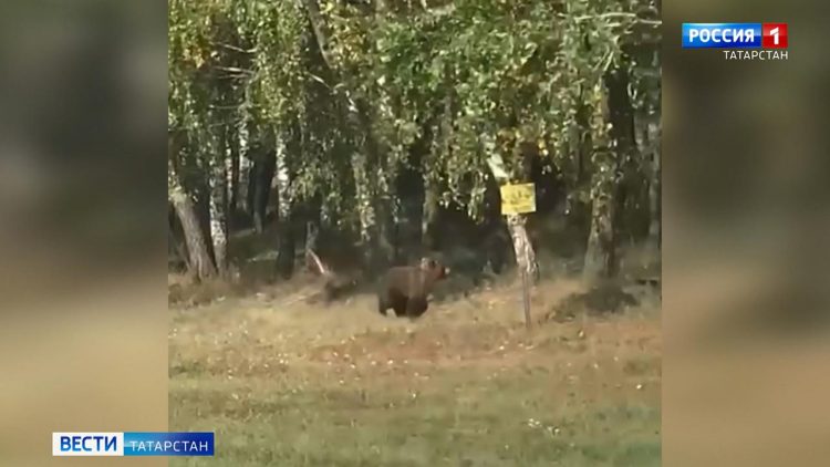 Татарстанцам рассказали, как вести себя при встрече с медведем
