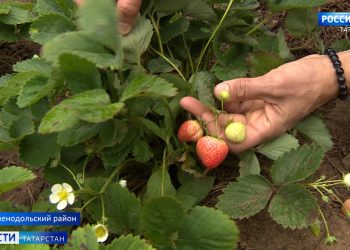 Татарстанцы второй раз за год собирают урожай