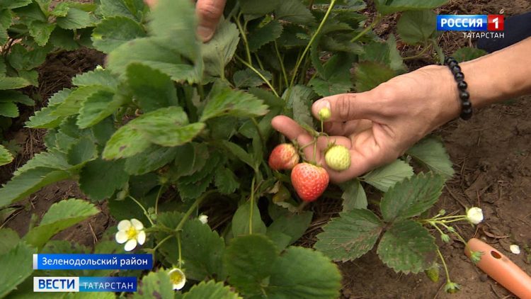 Татарстанцы второй раз за год собирают урожай