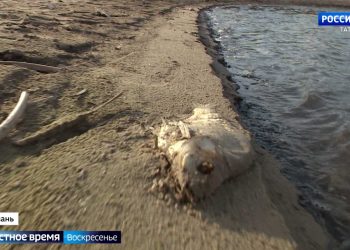 Эксперты отметили, что обмеление Волги пагубно сказывается на экосистеме