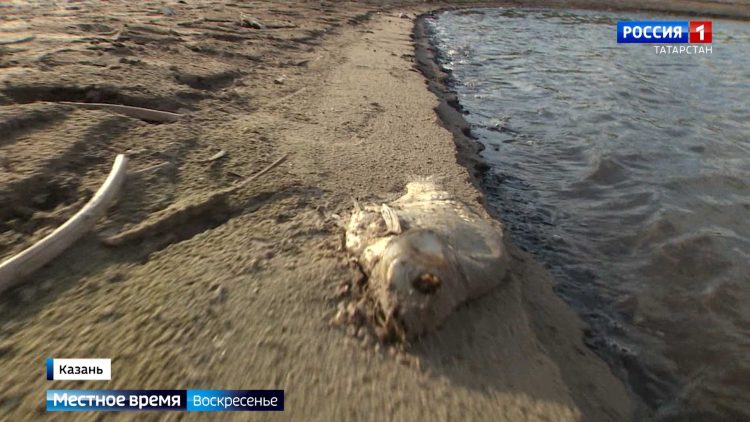 Эксперты отметили, что обмеление Волги пагубно сказывается на экосистеме