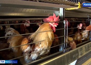В Татарстане призвали перевести животноводческие хозяйства в закрытый режим
