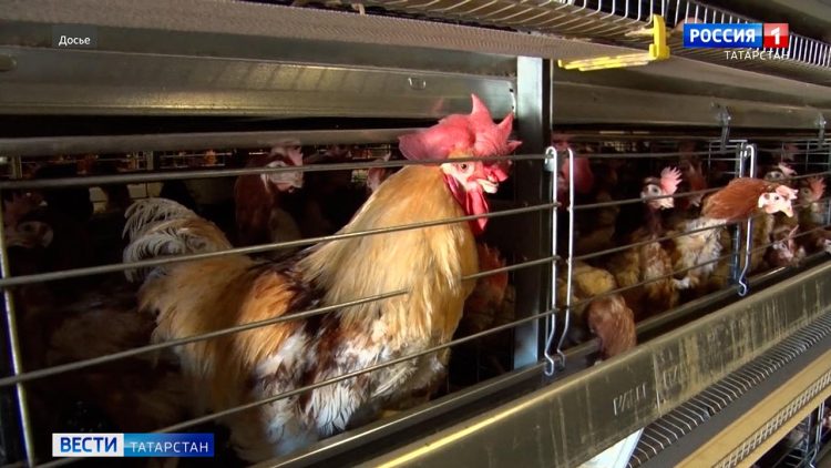 В Татарстане призвали перевести животноводческие хозяйства в закрытый режим