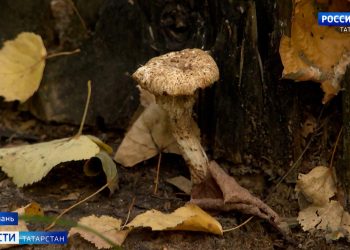 В Татарстане зафиксировали 10 случаев отравления грибами