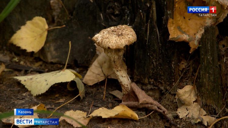 В Татарстане зафиксировали 10 случаев отравления грибами