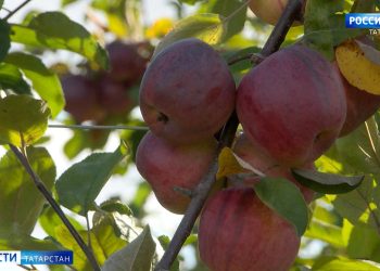 Фермер из Буинска рассказал, как вырастил яблоневый сад