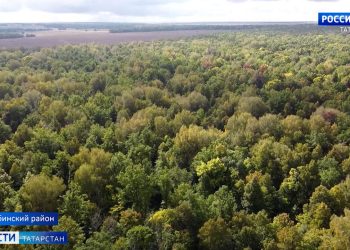 «Лес – наше богатство»: Минниханов и Абрамченко обсудили тему охраны лесов