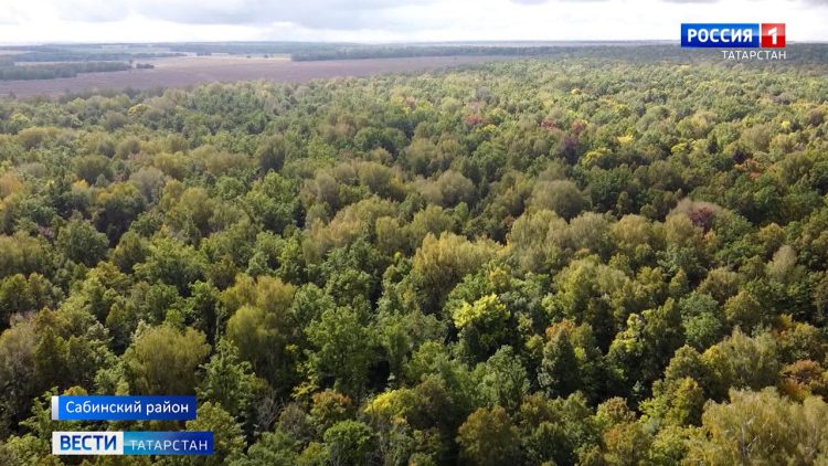 «Лес – наше богатство»: Минниханов и Абрамченко обсудили тему охраны лесов