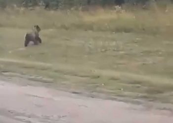 В Мамадышском районе заметили медведя