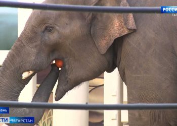 Новые требования к такси могут привести к организации теневого рынка