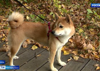 Судоводители жалуются на обмеление Волги