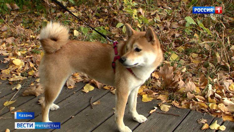 Судоводители жалуются на обмеление Волги