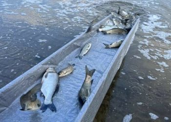 В Городское озеро Альметьевска выпустили 2 тыс. особей толстолобика и амура