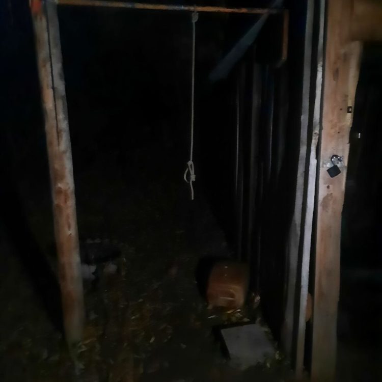В Пестречинском районе происходят массовые убийства собак