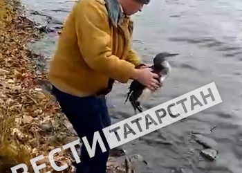 В Лаишевском районе спасли краснокнижную гагару