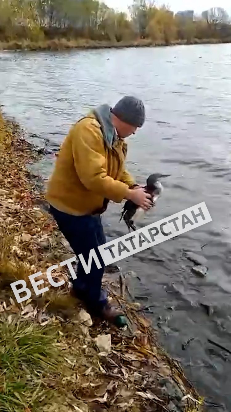 В Лаишевском районе спасли краснокнижную гагару