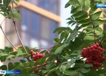 Шутка или реальность: эксперты оценят инцидент с избиением школьников в Дрожжановском районе