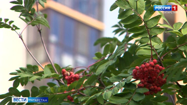 Шутка или реальность: эксперты оценят инцидент с избиением школьников в Дрожжановском районе