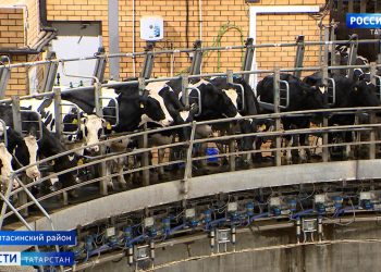 Татарстан продолжает лидировать в производстве молока