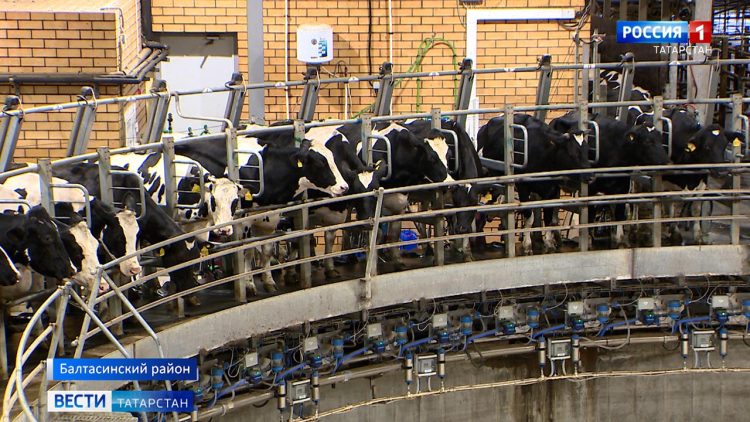 Татарстан продолжает лидировать в производстве молока