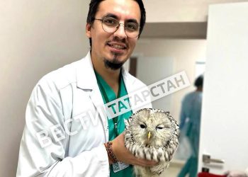 В БСМП Челнов спасли сову, которая врезалась в здание и получила травмы