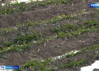 Татарстанцам рассказали, какие меры принимаются для сохранения урожая озимых культур