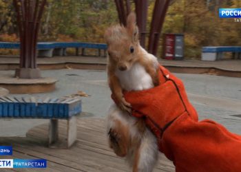 В Горкинско-Ометьевский лес заселили 8 алтайских белок