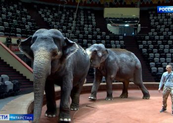Специалисты прокомментировали законопроект о запрете животных в цирках