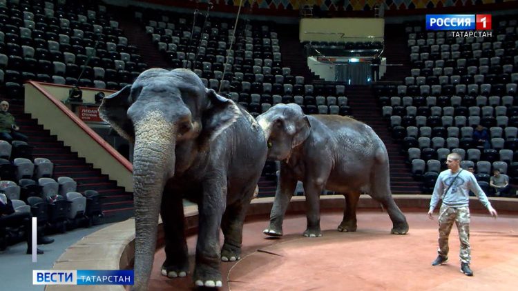 Специалисты прокомментировали законопроект о запрете животных в цирках