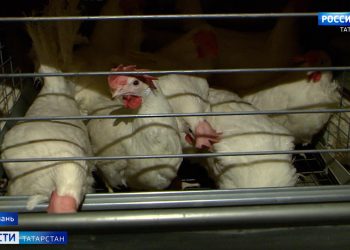 В Минсельхозе РТ заявили, что в Татарстане не будет роста цен на куриное мясо