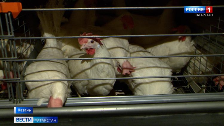 В Минсельхозе РТ заявили, что в Татарстане не будет роста цен на куриное мясо