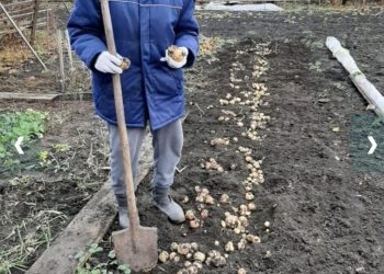 Житель Буинска выкопал новый урожай картофеля в ноябре