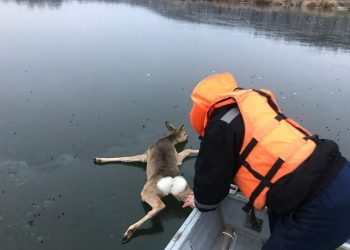 В Татарстане спасители помогли косуле, которая застряла на льду