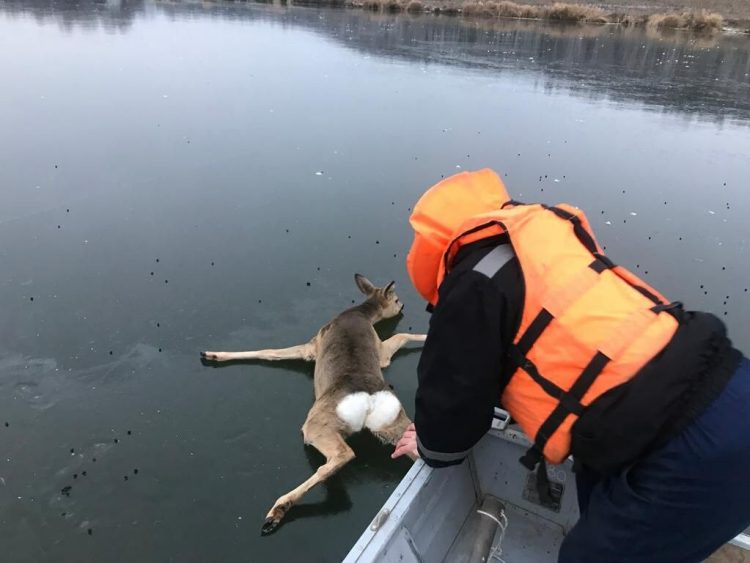 В Татарстане спасители помогли косуле, которая застряла на льду
