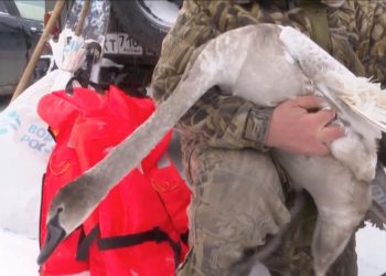 В Нижнекамске спасли застрявшего на озере лебедя