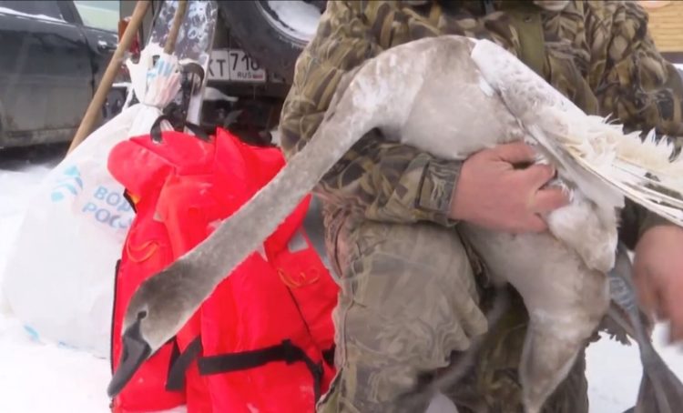 В Нижнекамске спасли застрявшего на озере лебедя