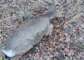 В Бугульминском районе спасли косулю, которая попала под авто