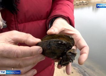 Из-за понижения уровня воды в Волге погибло 70% икры рыбы и моллюски