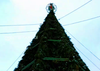 В Челнах установили натуральную 20-метровую елку