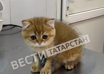 В Уфе котенку из Татарстана провели уникальную операцию