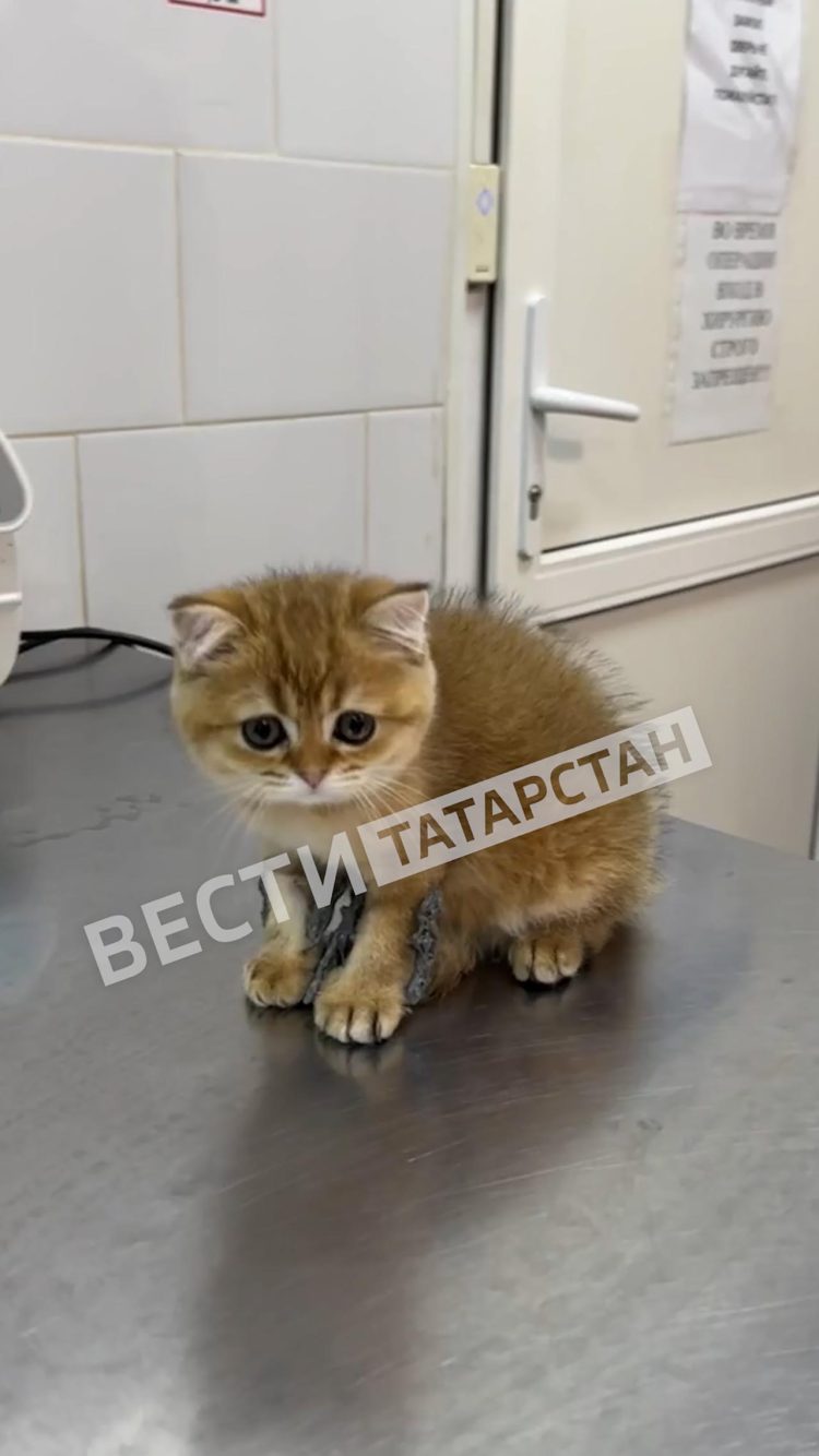 В Уфе котенку из Татарстана провели уникальную операцию