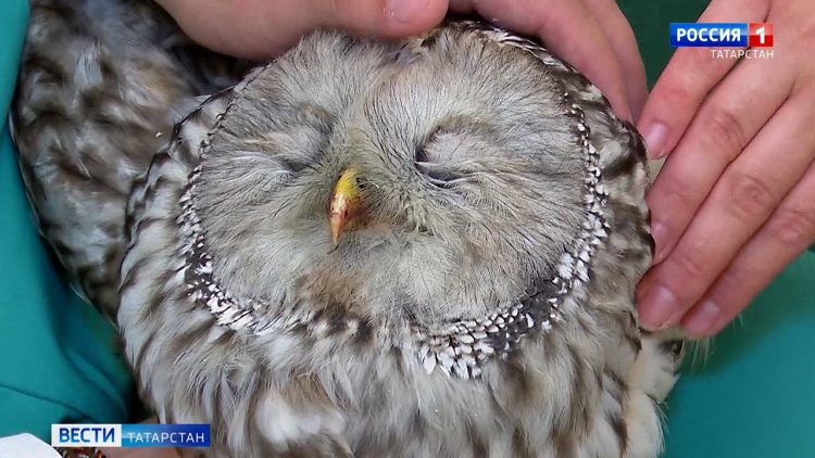 Из БСМП Челнов выписали сову