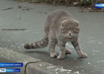 Психолог объяснила: почему люди проявляют жестокость к животным