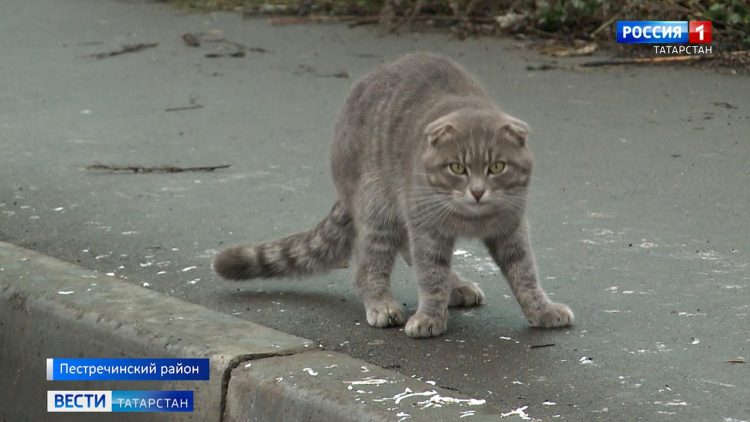Психолог объяснила: почему люди проявляют жестокость к животным